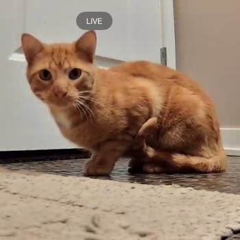 Rescue American Shorthair Cats for Adoption in South Elgin, Illinois - Mister - Home To Home | PetCurious