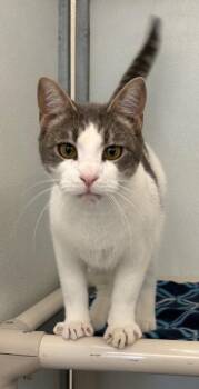 Radish -  Domestic Short Hair Cat Available for Adoption in Gillette, Wyoming - Radish | PetCurious