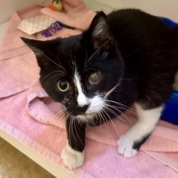 The Sprinkler -  Domestic Short Hair Cat for Adoption in Walnut Creek, California - The Sprinkler | PetCurious
