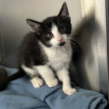 Domestic Short Hair Cats Available for Adoption in Lynchburg, Virginia - Aquila | PetCurious