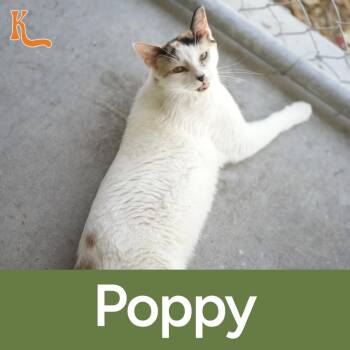Poppy -  Domestic Short Hair Cat for Adoption in Desert Hot Springs, California - Poppy | PetCurious