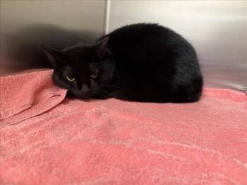 FETA -  Domestic Short Hair Cat for Adoption in Santa Fe, New Mexico - FETA | PetCurious