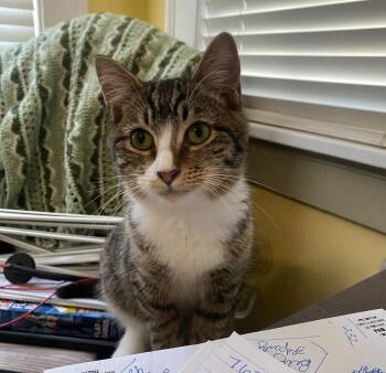 Rescue Domestic Short Hair Cats for Adoption in Winton, North Carolina - Ben | PetCurious