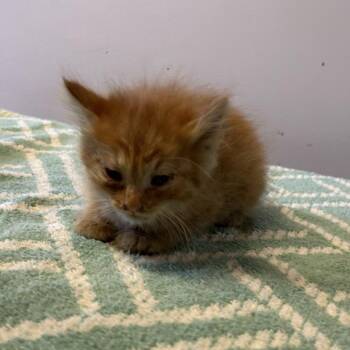 IVHS-Stray-139873 -  Domestic Short Hair Cat for Adoption in San Gabriel, California - IVHS-Stray-139873 | PetCurious
