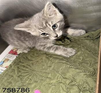 DUSTY -  Domestic Short Hair Cat Available for Adoption in St. Louis, Missouri - DUSTY | PetCurious