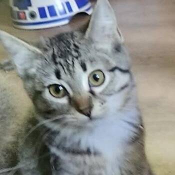 CiCi -  Domestic Short Hair Cat for Adoption in Jurupa Valley, California - CiCi | PetCurious