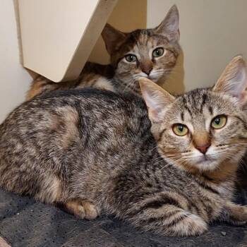 Sahara -  Domestic Short Hair Cat for Adoption in Dayton, Ohio - Sahara | PetCurious