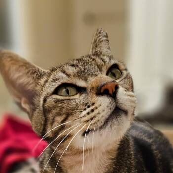 Shasta -  Domestic Short Hair Cat for Adoption in Los Angeles, California - Shasta | PetCurious