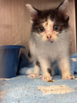 Rescue Domestic Short Hair Cats for Adoption in Lima, Ohio - Tarzan | PetCurious