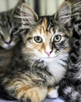 Tallulah -  Domestic Medium Hair Cat for Adoption in Novato, California - Tallulah | PetCurious