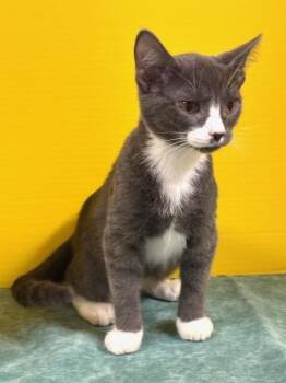 Rescue Domestic Short Hair Cats for Adoption in Hawk Point, Missouri - Cilantro | PetCurious