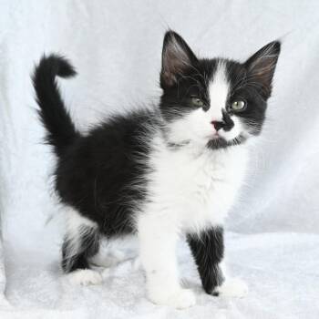 Sylvester -  Domestic Medium Hair Cat for Adoption in Mobile, Alabama - Sylvester | PetCurious