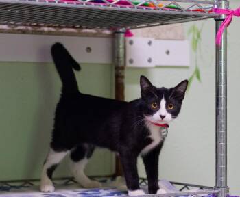 Snap -  Domestic Short Hair Cat Available for Adoption in Hot Springs, Arkansas - Snap | PetCurious