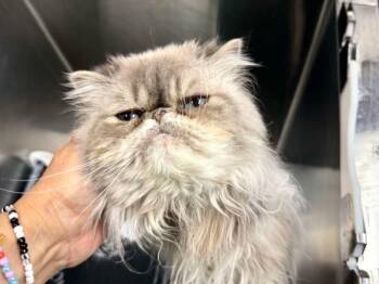 Cutie Pie Mcgoo -  Domestic Medium Hair Cat for Adoption in New York, New York - Cutie Pie Mcgoo | PetCurious
