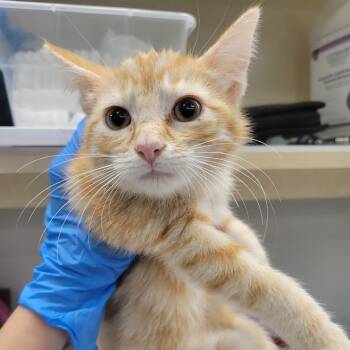 Rescue Domestic Short Hair Cats for Adoption in Westminster, California - Sandy Cheeks | PetCurious