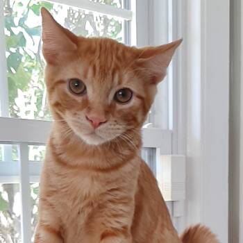 Rescue Domestic Short Hair Cats for Adoption - Darren | PetCurious