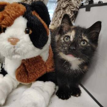 Heckler -  Domestic Short Hair Cat for Adoption in Fort Worth, Texas - Heckler | PetCurious