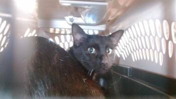 Domestic Short Hair Cats Available for Adoption - A471202 | PetCurious