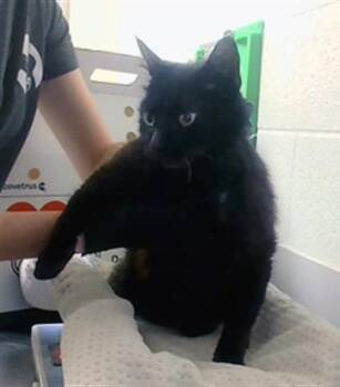 Domestic Short Hair Cats Available for Adoption in Nashville, Tennessee - Count Scratchula | PetCurious