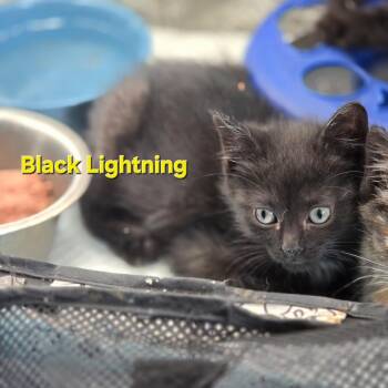 Black Lightning -  Domestic Short Hair Cat for Adoption in Pittsburgh, Pennsylvania - Black Lightning | PetCurious