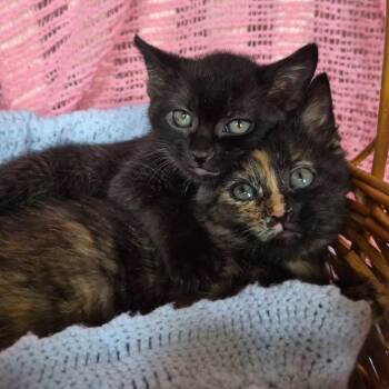 Domestic Short Hair Cats Available for Adoption in Lexington, Kentucky - Indigo | PetCurious