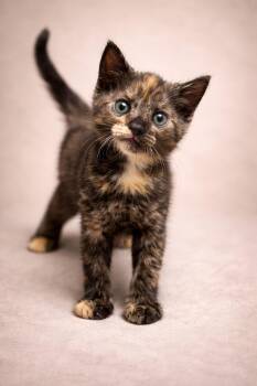 Tortoiseshell Cats Available for Adoption - Date | PetCurious