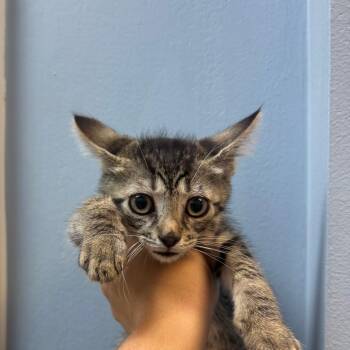Domestic Short Hair Cats Available for Adoption in Port Charlotte, Florida - Donald Deglover | PetCurious