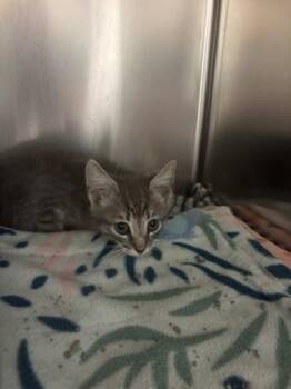 Cream Puff -  Domestic Short Hair Cat for Adoption in Fort Worth, Texas - Cream Puff | PetCurious
