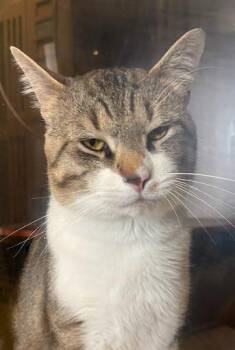 Lt Chonkers -  Domestic Short Hair Cat for Adoption - Lt Chonkers | PetCurious