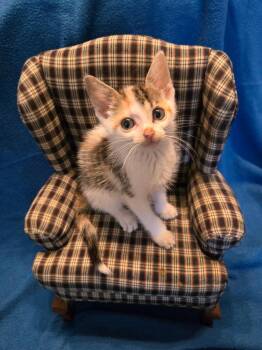 Tar-zhay *IN FOSTER* -  Domestic Short Hair Cat for Adoption in South Bend, Indiana - Tar-zhay *IN FOSTER* | PetCurious