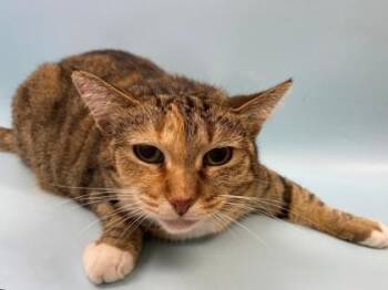 Sweet Heart -  Domestic Short Hair Cat for Adoption in Woodbury, Minnesota - Sweet Heart | PetCurious