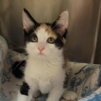 Tinker Bell -  Domestic Short Hair Cat for Adoption in Milan, Illinois - Tinker Bell | PetCurious