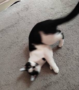 Tiny -  Domestic Short Hair Cat for Adoption in Walled Lake, Michigan - Tiny | PetCurious