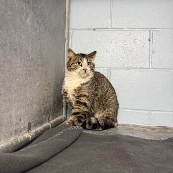 Domestic Short Hair Cats Available for Adoption in Crookston, Minnesota - Tyger | PetCurious