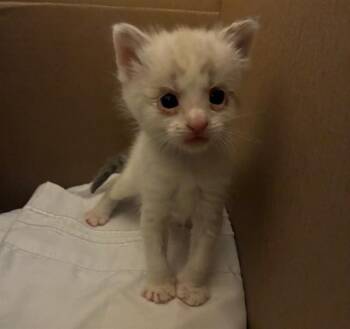 LISA -  Domestic Short Hair Cat for Adoption in Riverside, California - LISA | PetCurious