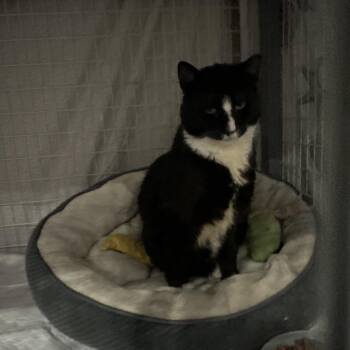 Domestic Short Hair Cats Available for Adoption - River | PetCurious