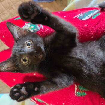 Marty -  Domestic Short Hair Cat for Adoption in La Grange, Kentucky - Marty | PetCurious