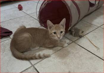 Sean -  Tabby Cat for Adoption in Lockhart, Florida - Sean | PetCurious