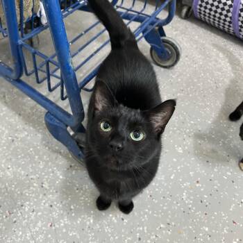 Rescue Domestic Short Hair Cats for Adoption in Lansing, Michigan - Ursula | PetCurious