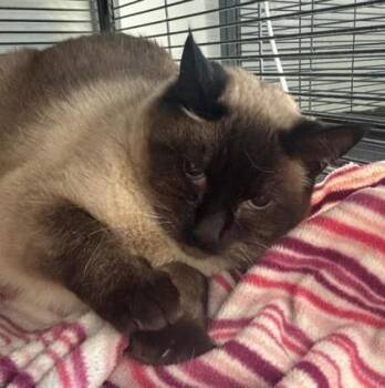 Domestic Short Hair Cats Available for Adoption in Pendleton, Oregon - Harp Seal | PetCurious