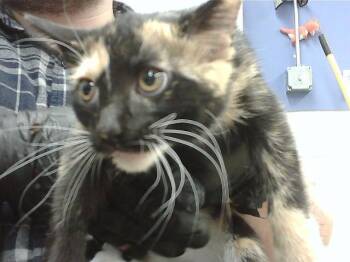 MONA -  Domestic Medium Hair and Domestic Short Hair Cat for Adoption in Omaha, Nebraska - MONA | PetCurious