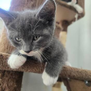 Domestic Short Hair Cats Available for Adoption in Eagle Mountain, Utah - Sully Tiner | PetCurious