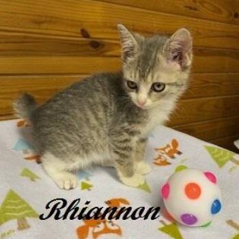 Rhiannon -  Tabby Cat Available for Adoption in Southern Pines, North Carolina - Rhiannon | PetCurious