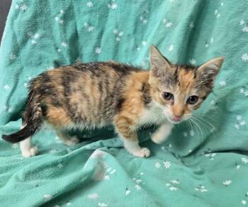 April -  Calico Cat for Adoption in Dickson, Tennessee - April | PetCurious