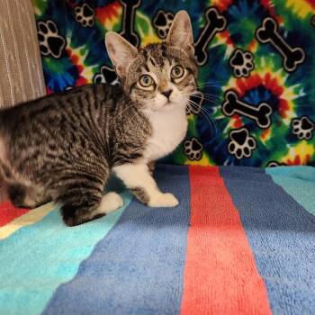 Oliver -  Domestic Short Hair Cat for Adoption - Oliver | PetCurious