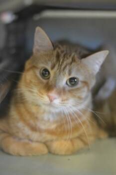 Rescue Domestic Short Hair Cats for Adoption in Fallston, Maryland - Lyle | PetCurious