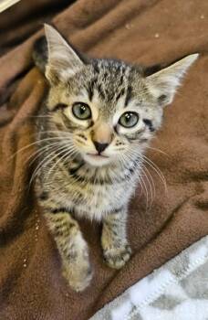 Hawk -  Domestic Short Hair Cat for Adoption in Sherwood, Arkansas - Hawk | PetCurious