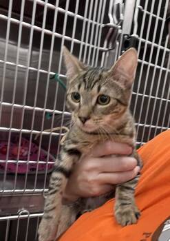 Izzy -  Domestic Short Hair Cat for Adoption in Scottsdale, Arizona - Izzy | PetCurious