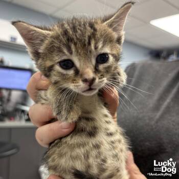 Domestic Short Hair Cats Available for Adoption - Cinnamon | PetCurious