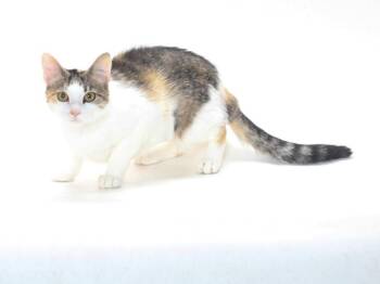 DAPHNE -  Domestic Medium Hair Cat for Adoption in Burbank, California - DAPHNE | PetCurious